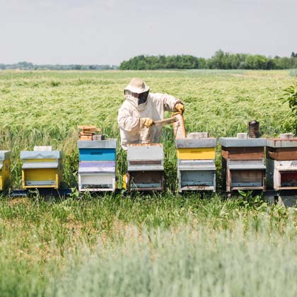 A beekeeper with his bee hives